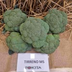 Броколи Тирено МС F1 / Tirreno MS F1 / от производител Tokita