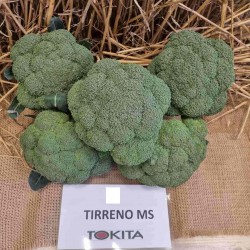 Броколи Тирено МС F1 / Tirreno MS F1 /