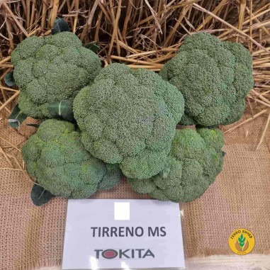 Броколи Тирено МС F1 / Tirreno MS F1 /
