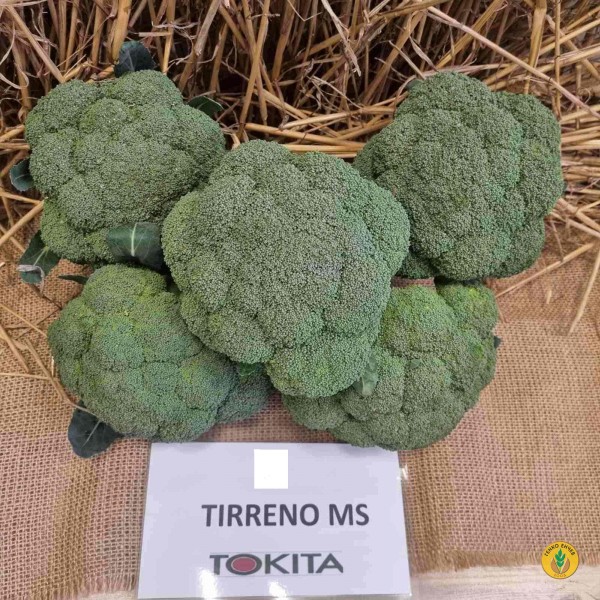 Броколи Тирено МС F1 / Tirreno MS F1 / от производител Tokita