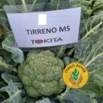 Броколи Тирено МС F1 / Tirreno MS F1 / от производител Tokita
