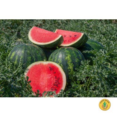 Дини Мирто F1 / Mirto F1 /
