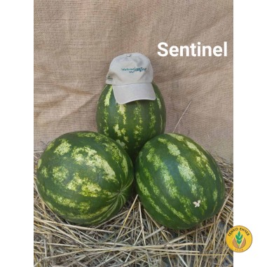 Дини Сентинел F1 / Sentinel F1 /