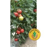 Домати RSM22704 F1 от производител Royal Sluis Домати RSM22704 F1 от производител Royal Sluis