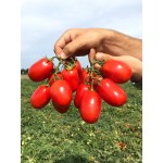 Домати Инципит F1 / Incipit F1 /  от производител Seminis