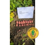 Картофи Алует ( Aluet ) от производител Agrico Картофи Алует ( Aluet ) от производител Agrico