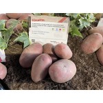 Картофи Алует ( Aluet ) от производител Agrico Картофи Алует ( Aluet ) от производител Agrico