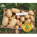 Картофи Аризона ( Arizona ) от производител Agrico 