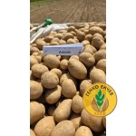 Картофи Аризона ( Arizona ) от производител Agrico 