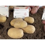 Картофи Аризона ( Arizona ) от производител Agrico 