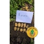 Картофи Ривиера ( Riviera ) от производител Agrico 