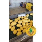 Картофи Ривиера ( Riviera ) от производител Agrico 