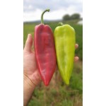 Пипер SV0102PP F1 ( SM 102 F1 ) от производител Seminis 