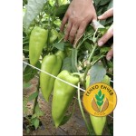 Пипер SV0102PP F1 ( SM 102 F1 ) от производител Seminis 