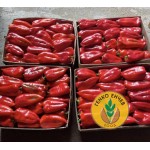 Пипер SV0102PP F1 ( SM 102 F1 ) от производител Seminis 