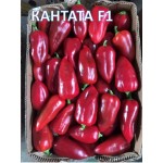 Пипер Кантата F1 / Kantatta F1 / от производител Enza Zaden