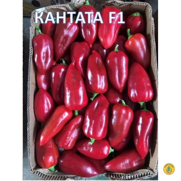 Пипер Кантата F1 / Kantatta F1 / от производител Enza Zaden