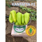 Пипер Кантата F1 / Kantatta F1 / от производител Enza Zaden
