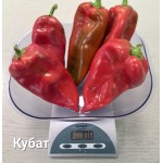 Пипер Кубат F1 / Kubat F1 /SVPP8761// от производител Seminis