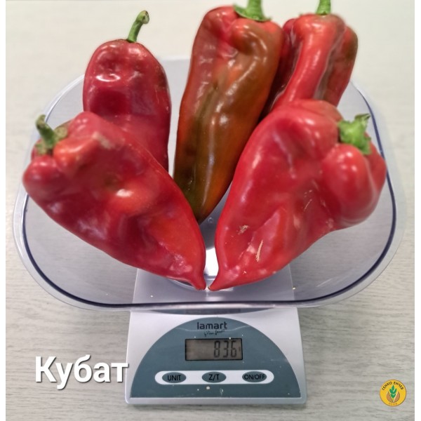 Пипер Кубат F1 / Kubat F1 /SVPP8761// от производител Seminis