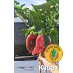 Пипер Кубат F1 / Kubat F1 /SVPP8761// от производител Seminis