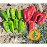 Пипер Кубат F1 / Kubat F1 /SVPP8761// от производител Seminis
