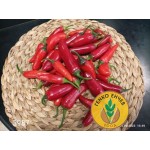Пипер Орития F1 / Oritya F1 /  от производител Atlanta seed