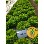 Салата Базилак  / Bazillac  / от производител Seminis