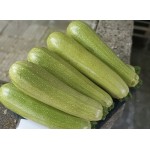 Тиквички Лирина F1 /Lirina F1/ от производител Agro Tip
