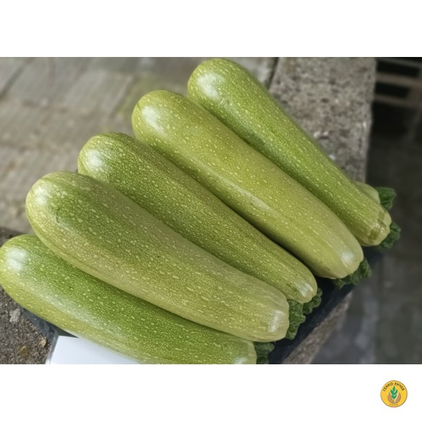 Тиквички Лирина F1 /Lirina F1/ от производител Agro Tip