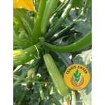 Тиквички Лирина F1 /Lirina F1/ от производител Agro Tip
