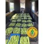 Тиквички Лирина F1 /Lirina F1/ от производител Agro Tip