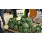 Зеле Есказу F1 ( Escazu F1 ) от производител Syngenta Зеле Есказу F1 ( Escazu F1 ) от производител Syngenta